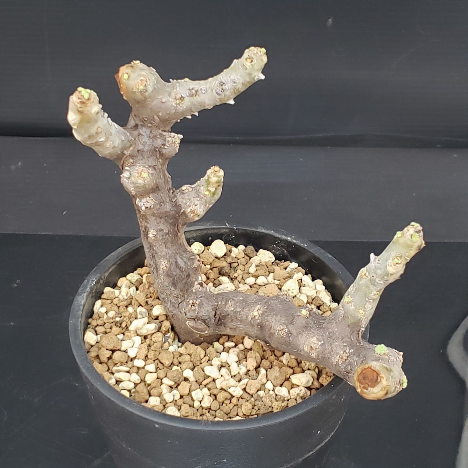 E437【自社養生株】モンソニア ムルチフィダ（現地球・発根株・鉢植え