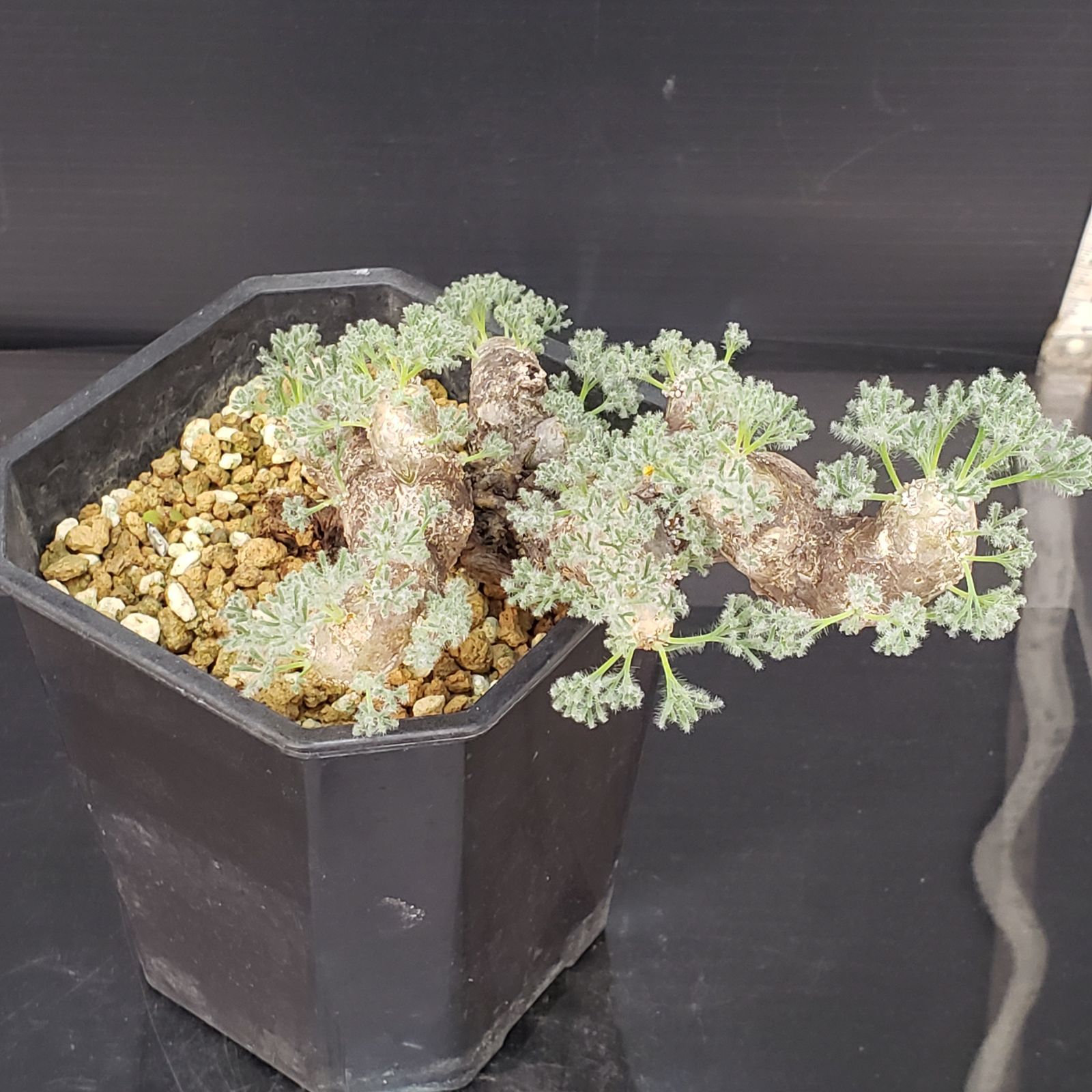 E438【自社養生株】モンソニア ムルチフィダ（現地球・発根株・鉢植え