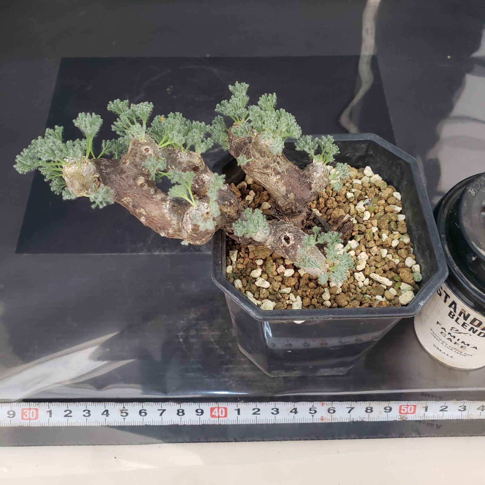 E438【自社養生株】モンソニア ムルチフィダ（現地球・発根株・鉢植え