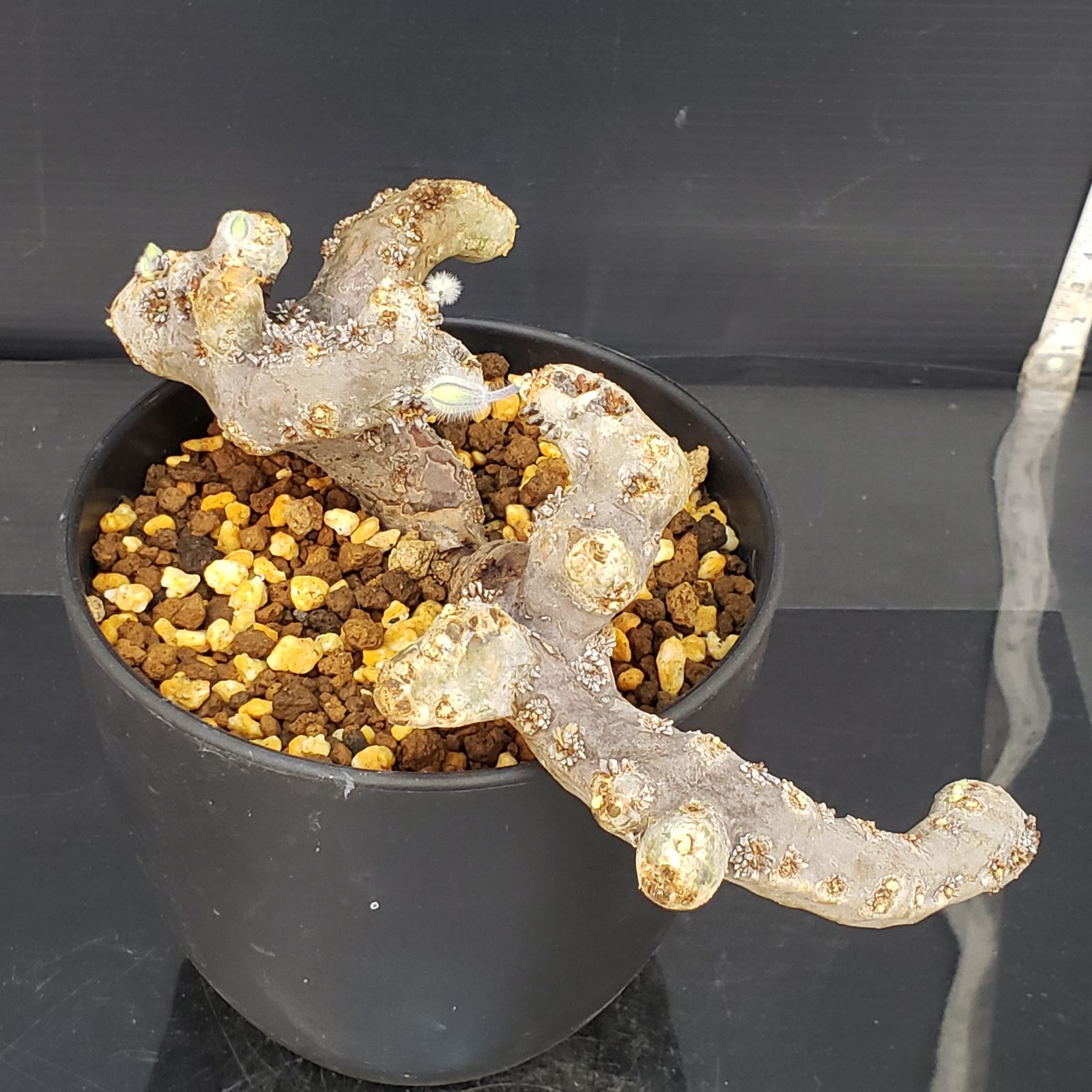 E439【自社養生株】モンソニア ムルチフィダ（現地球・発根株・鉢植え