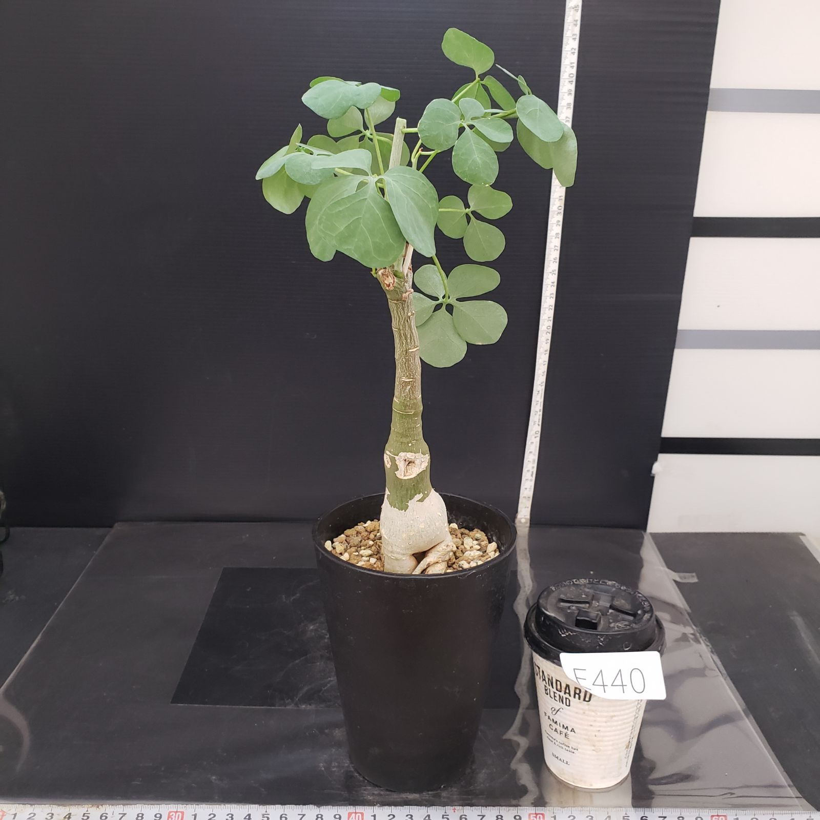 E440【自社養生株】アデニア フルチコーサ（現地球・発根株・鉢植え