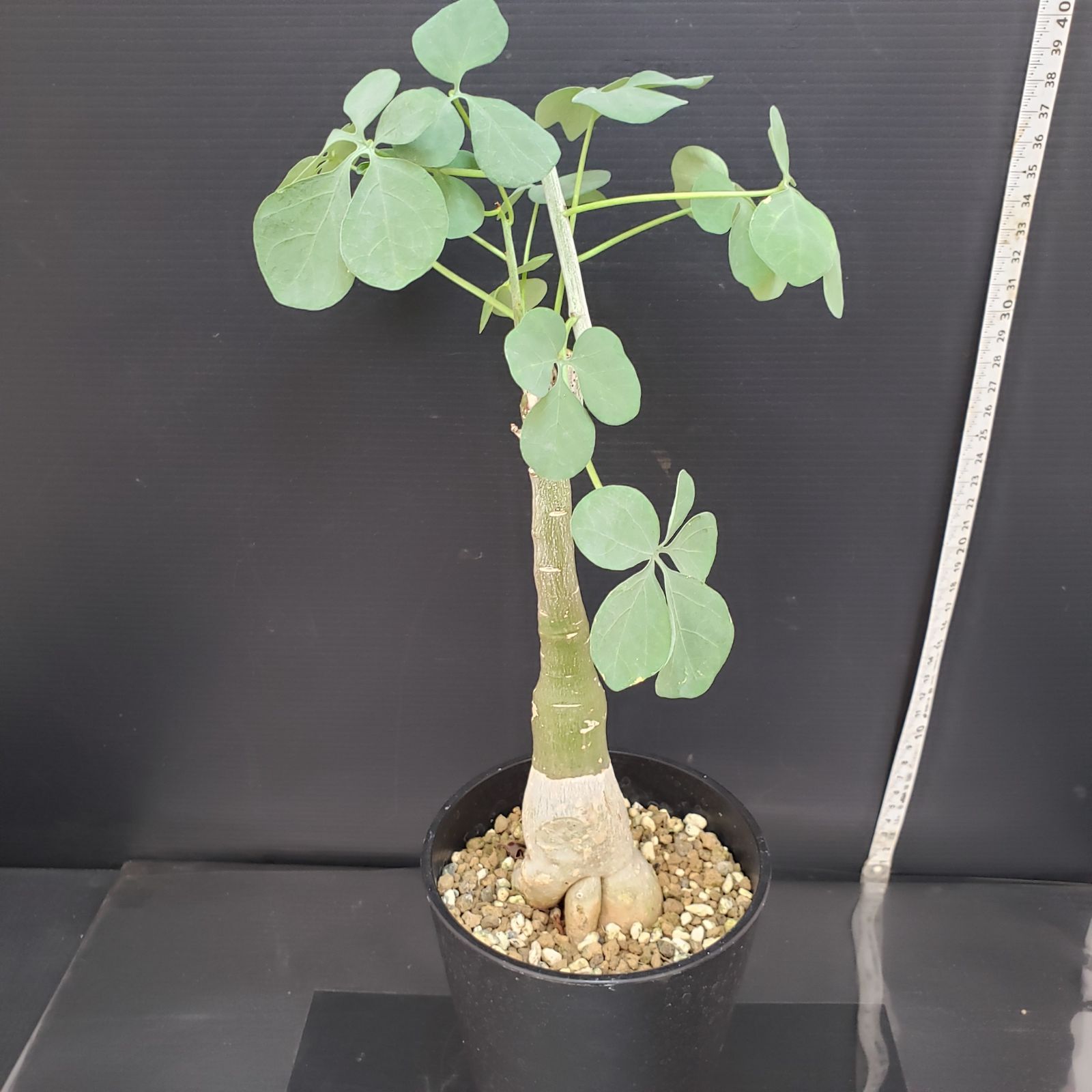 E440【自社養生株】アデニア フルチコーサ（現地球・発根株・鉢植え