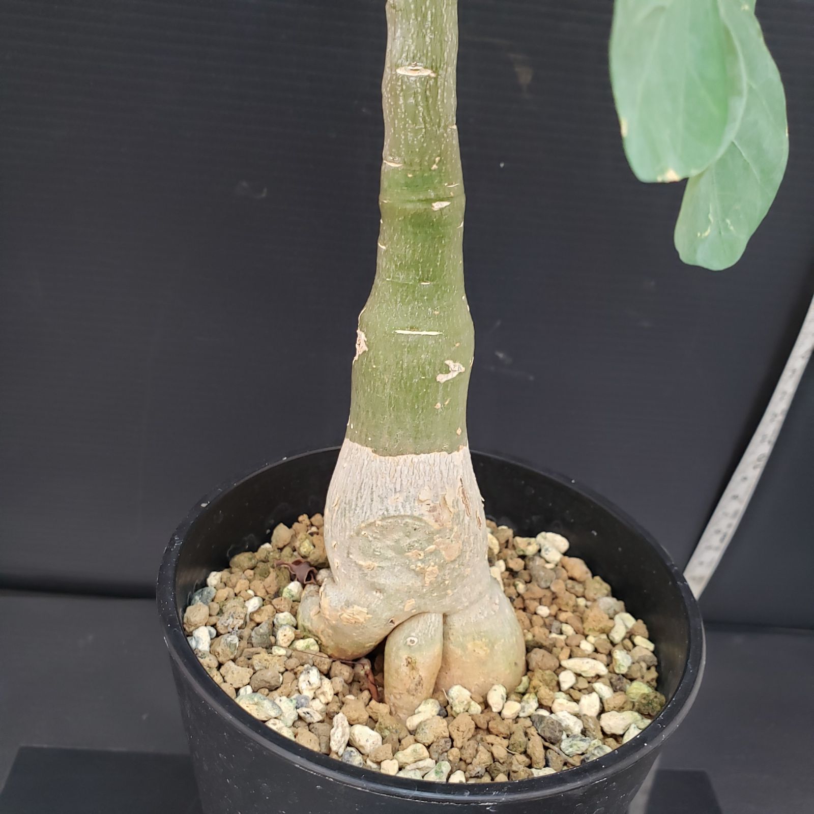 E440【自社養生株】アデニア フルチコーサ（現地球・発根株・鉢植え