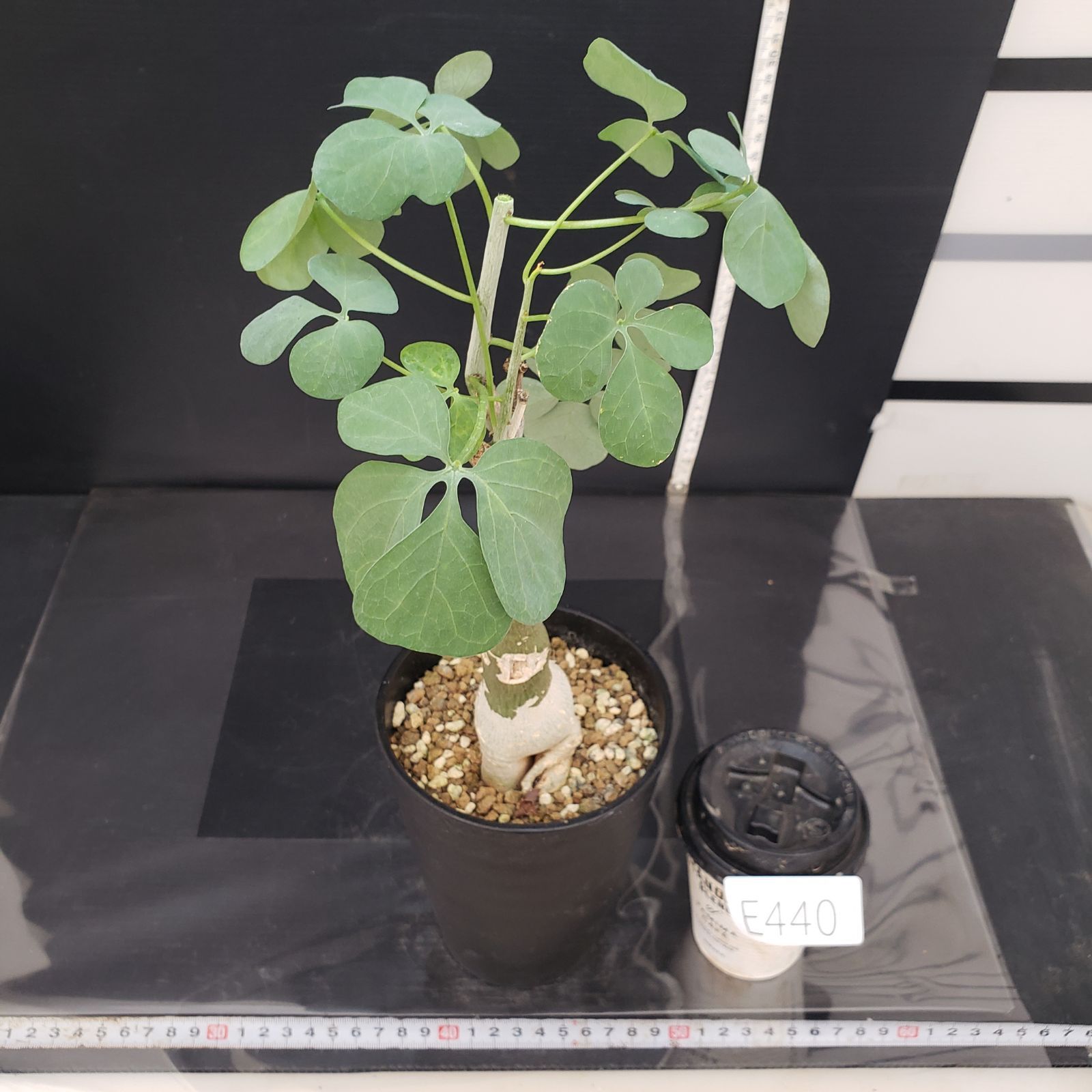 E440【自社養生株】アデニア フルチコーサ（現地球・発根株・鉢植え