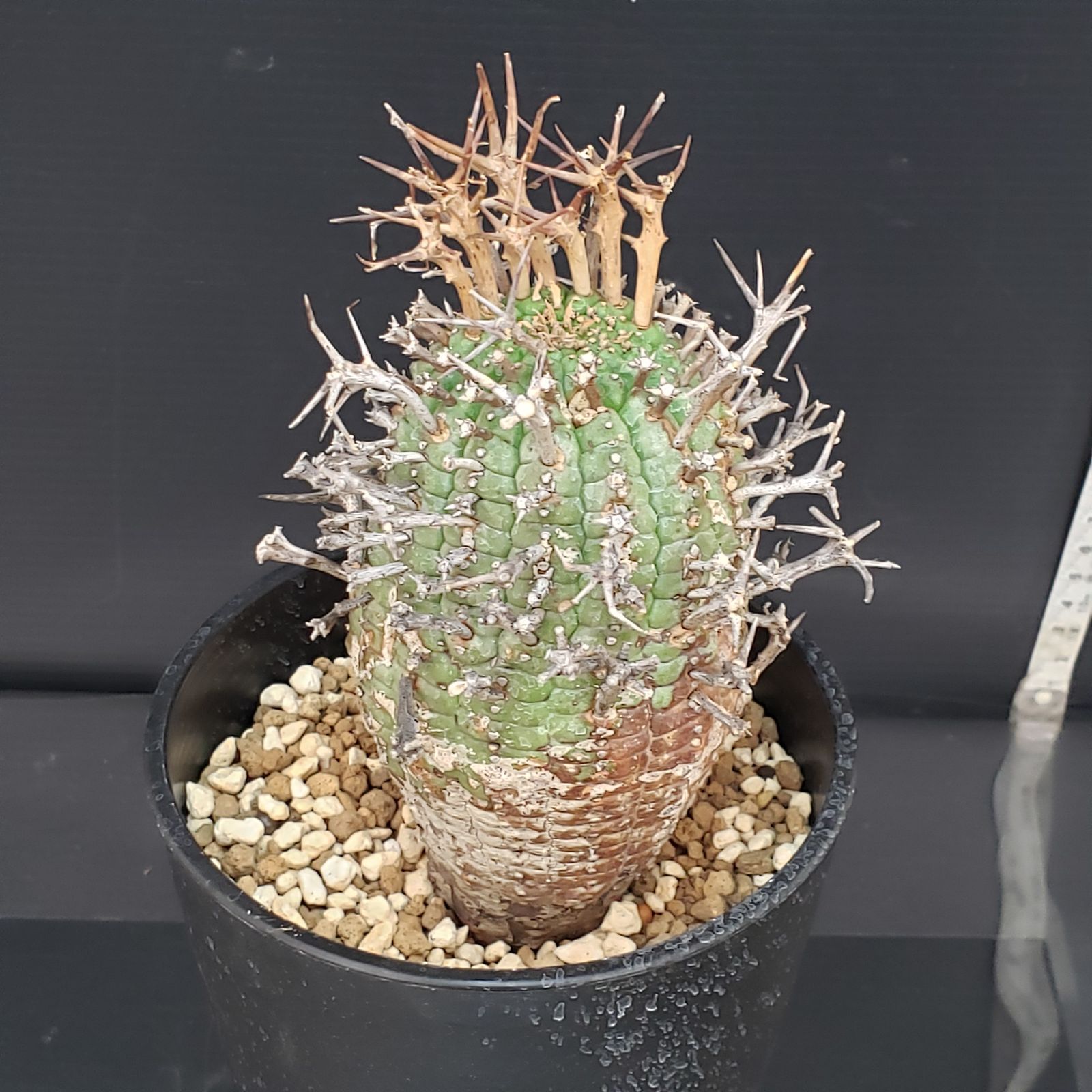 E 442 自社養生株 ユーフォルビア ステリスピナ 発根株 鉢植え サボテン 多肉植物