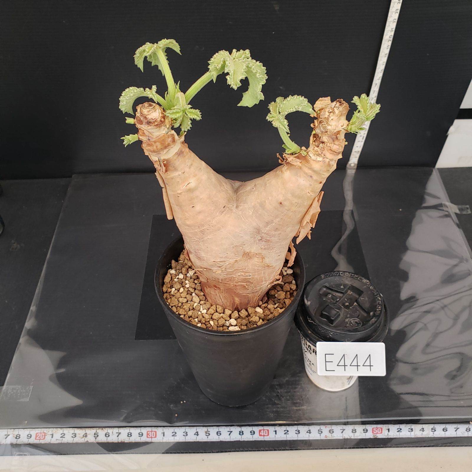 E444【自社養生株】キフォステンマ マクロプス（現地球・発根株