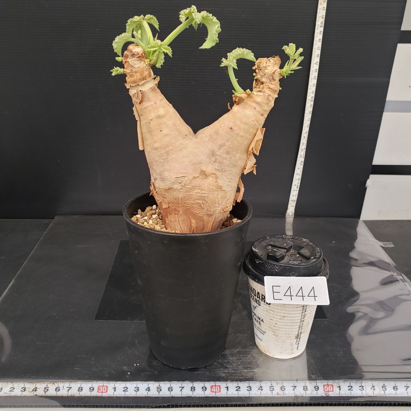 E444【自社養生株】キフォステンマ マクロプス（現地球・発根株