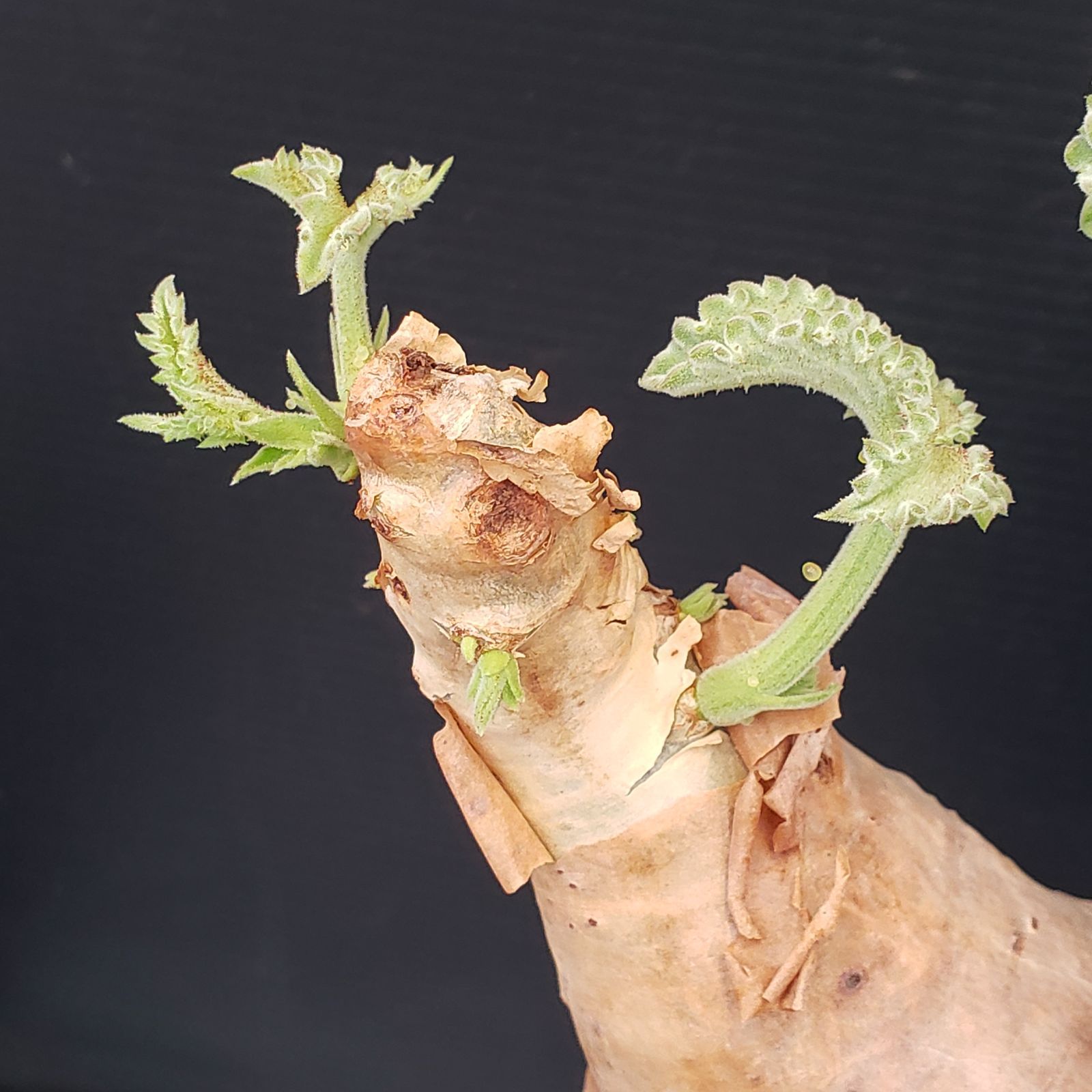 E444【自社養生株】キフォステンマ マクロプス（現地球・発根株