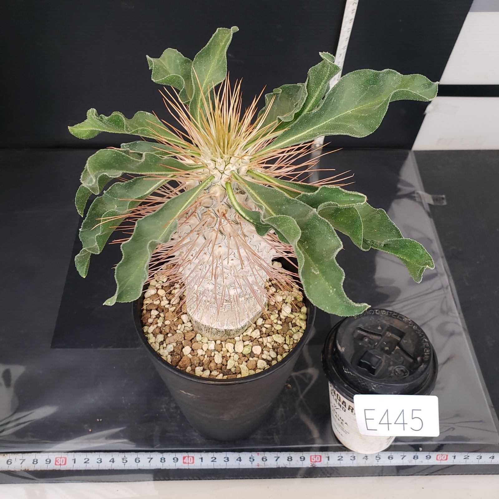 E445【自社養生株】パキポディウム ナマクアナム 光堂（接ぎ木・発根株