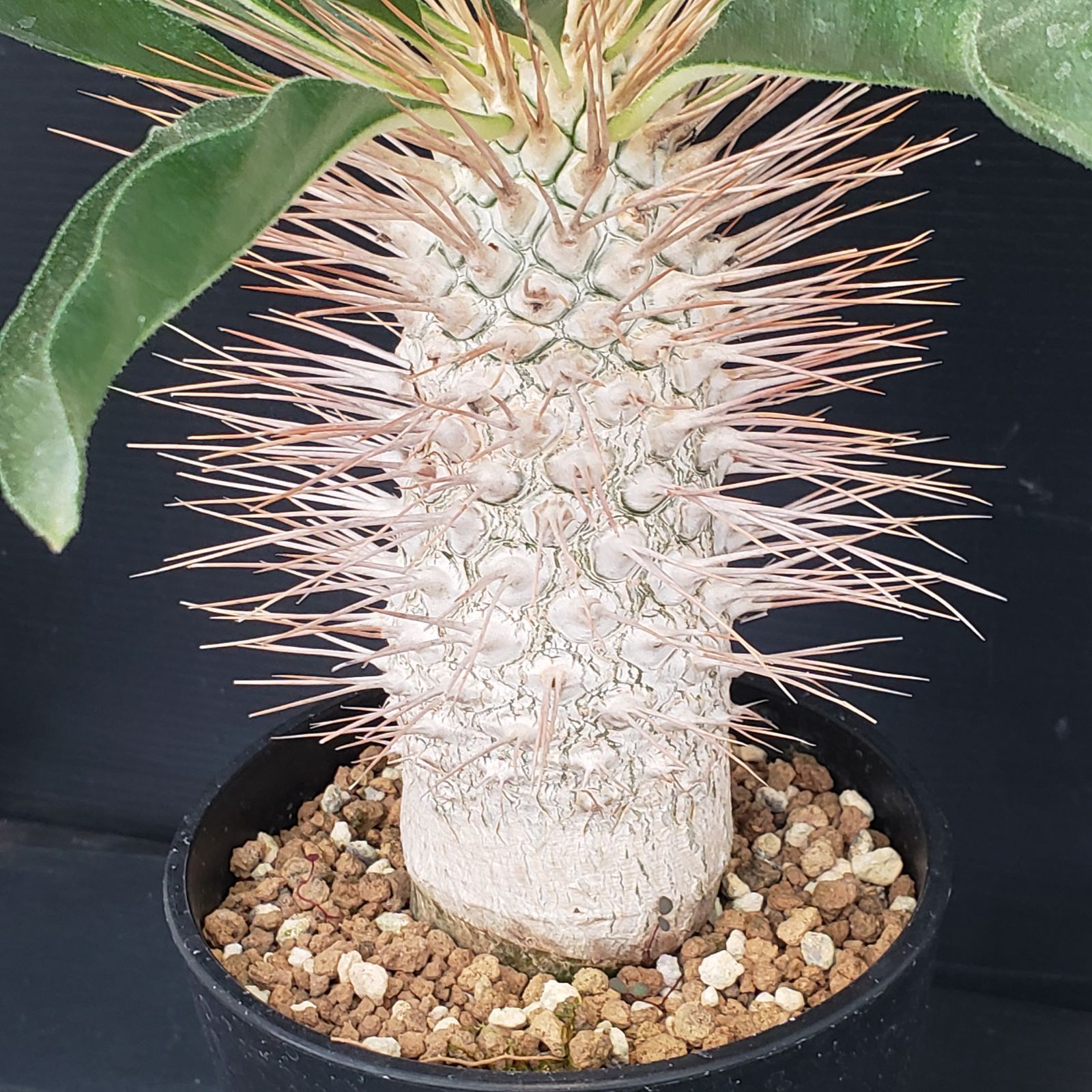 E446【自社養生株】パキポディウム ナマクアナム 光堂（接ぎ木・発根株