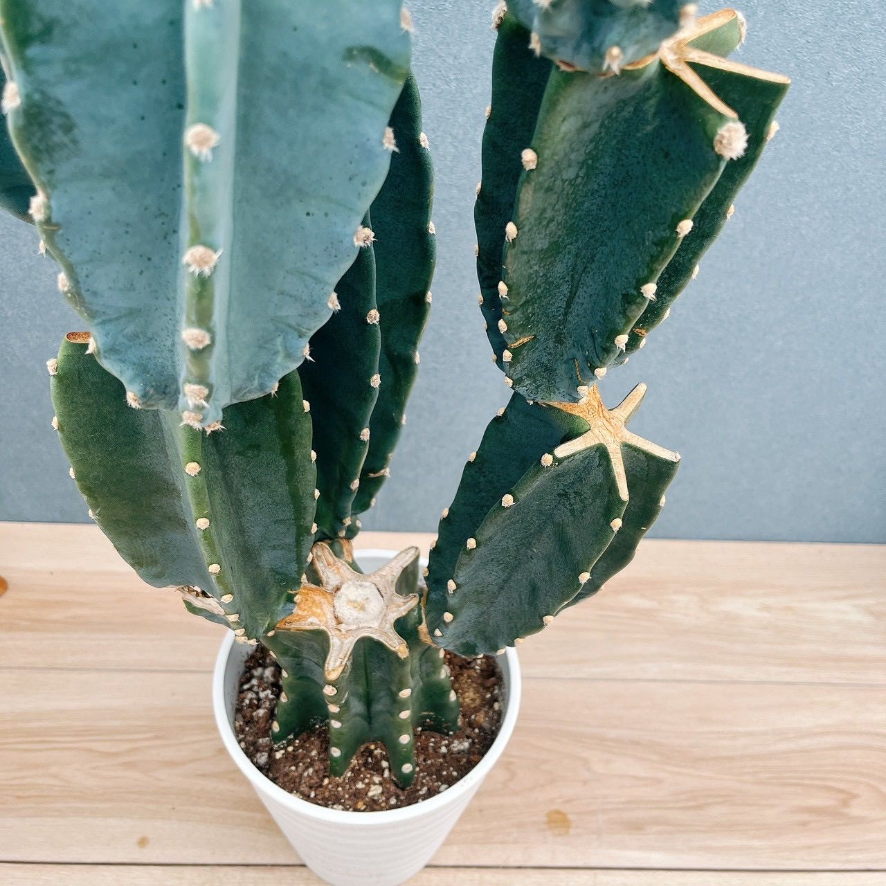 現品］☆人気☆ 18番 柱サボテン 鬼面角 ブランチ 6号 観葉植物 室内