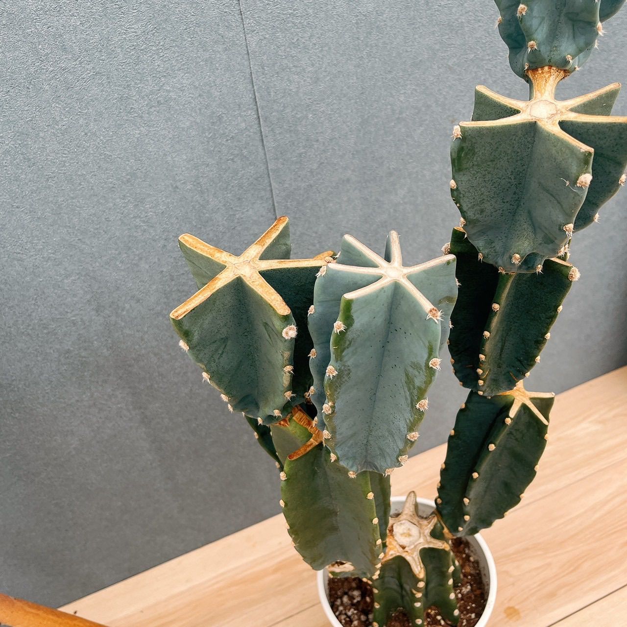 現品］☆人気☆ 18番 柱サボテン 鬼面角 ブランチ 6号 観葉植物 室内