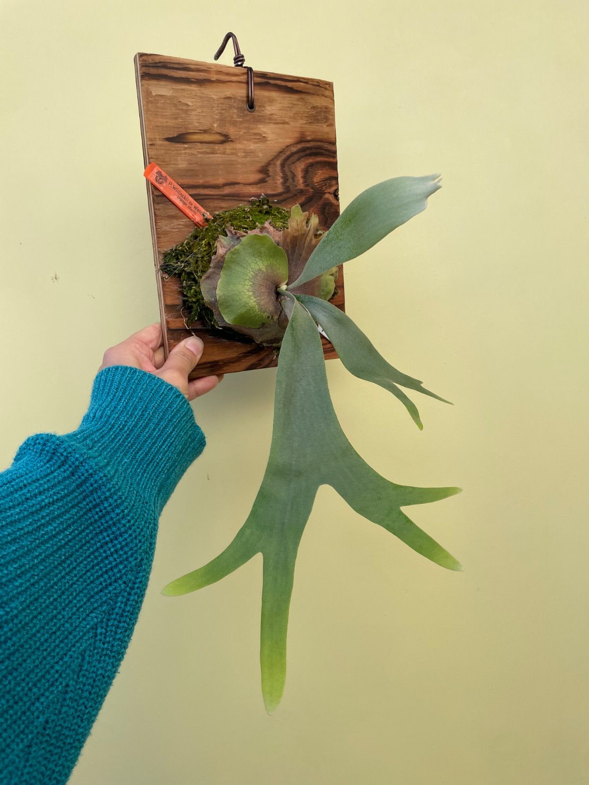 ビカクシダ ウィリンキー ワチャラ P.Willinckii cv Wachara