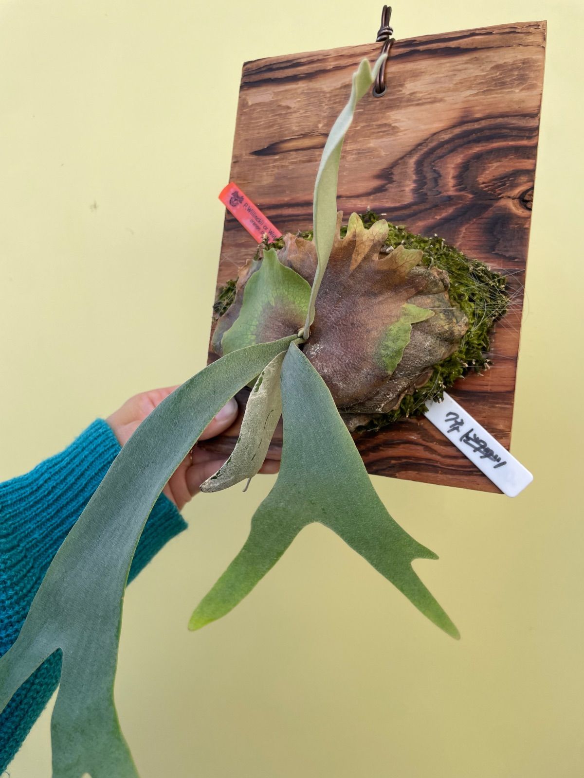 ビカクシダ ウィリンキー ワチャラ P Willinckii cv Wachara