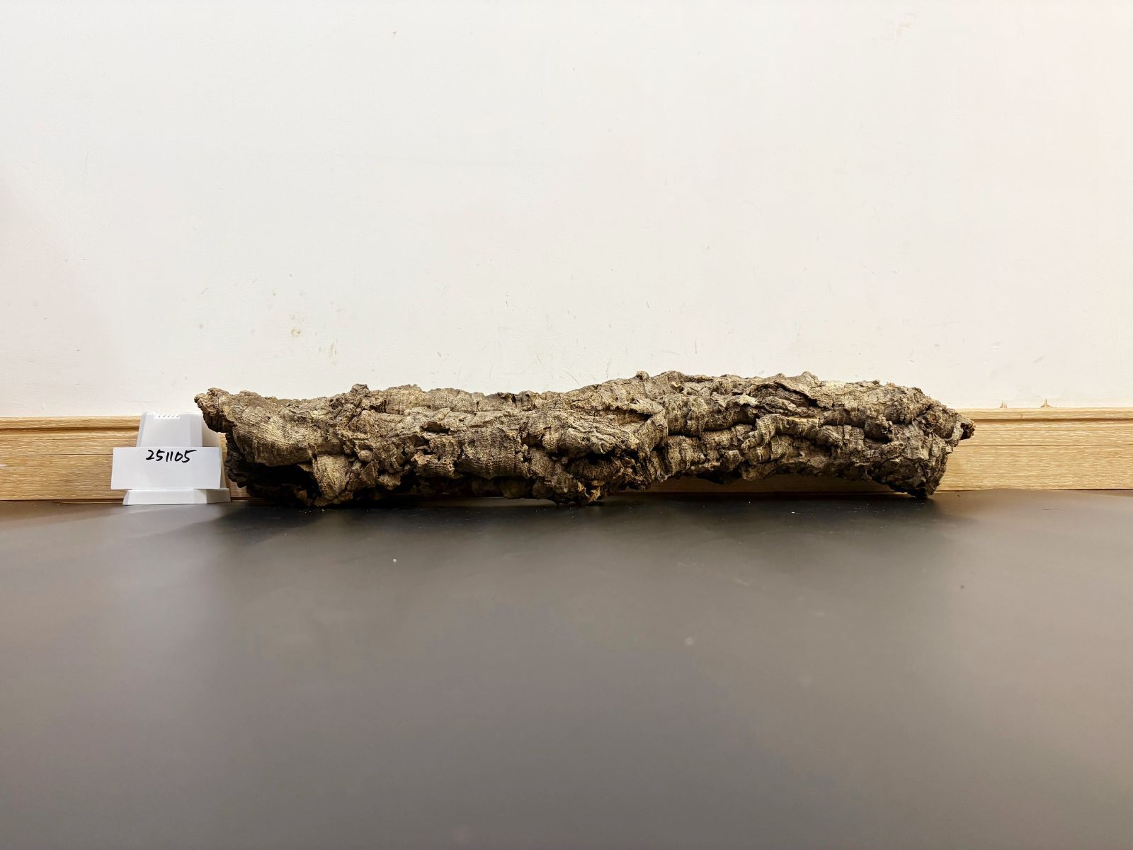 251105 ポルトガル産 キャノンコルク コルク樹皮 コルク板 バージンコルク チランジア ビカクシダ 着生ラン 両生類 爬虫類