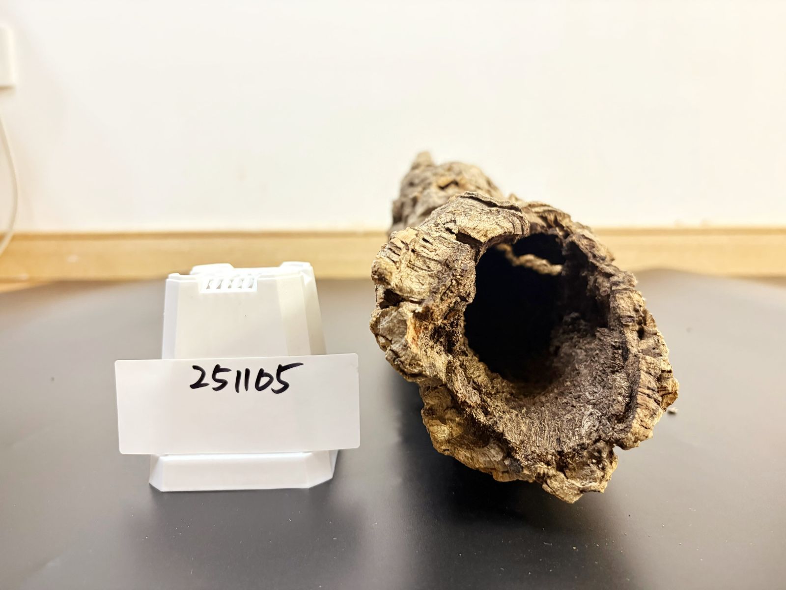 251105 ポルトガル産 キャノンコルク コルク樹皮 コルク板 バージン