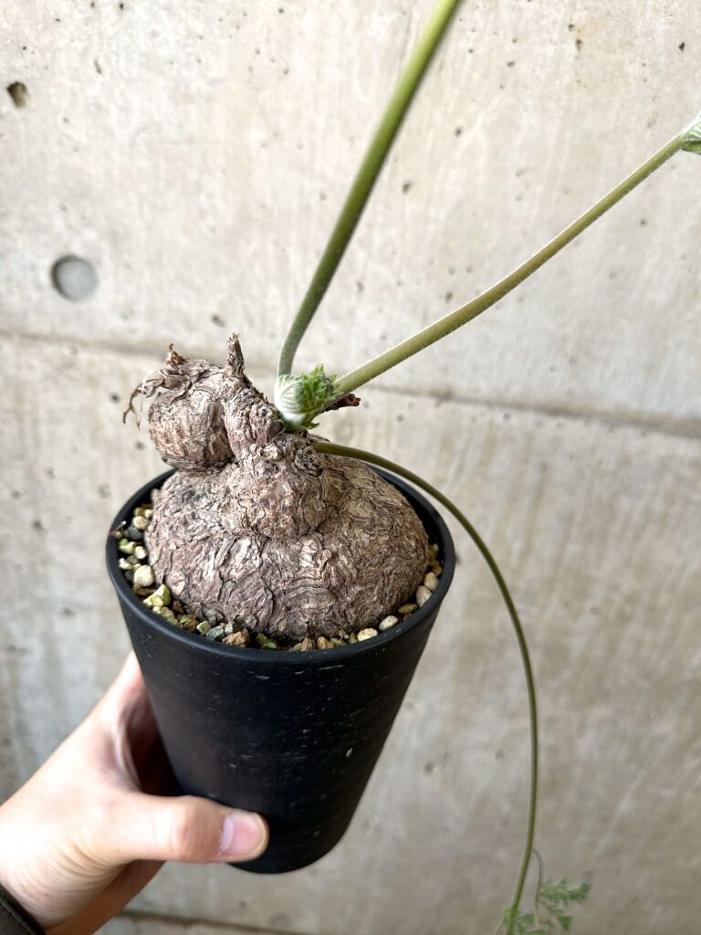 現品限り】ペラルゴニウム・トリステ 発根済み 現地株【AI41