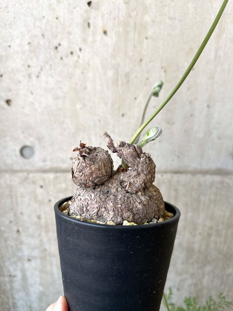 現品限り】ペラルゴニウム・トリステ 発根済み 現地株【AI41