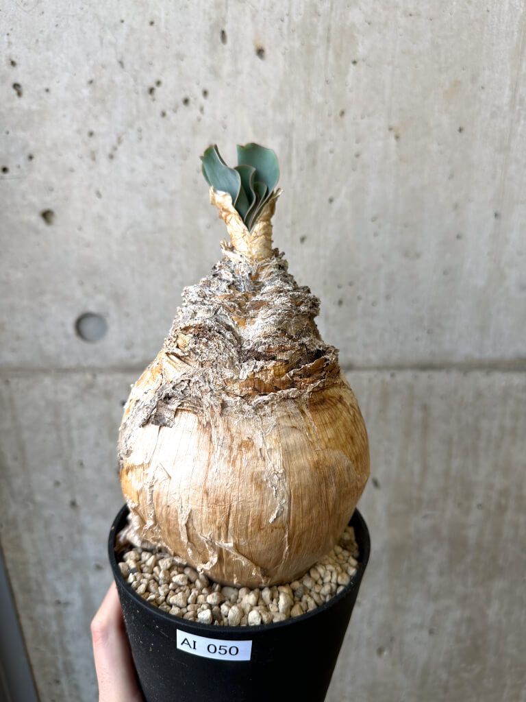 現品限り】ブーファン・ハエマンソイデス 現地株 発根済み【AI50