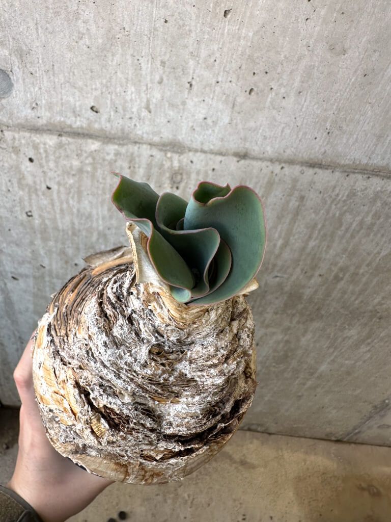 現品限り ブーファン ハエマンソイデス 現地株 発根済み AI 50 Boophane haemanthoides 植物 塊根植物 夏型 コーデックス