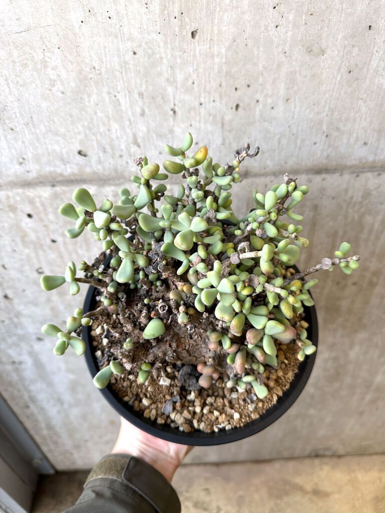 現品限り ケラリア ピグマエア 現地株 長期管理 大株 AI 51 Ceraria pygmae 植物 塊根植物 夏型 コーデックス