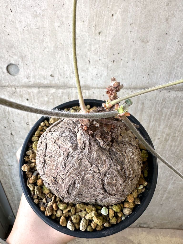 現品限り ペラルゴニウム トリステ 発根済み 現地株 AI 42 Pelargonium triste 植物 塊根植物 夏型 コーデックス