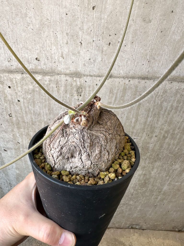 現品限り ペラルゴニウム トリステ 発根済み 現地株 AI 42 Pelargonium triste 植物 塊根植物 夏型 コーデックス