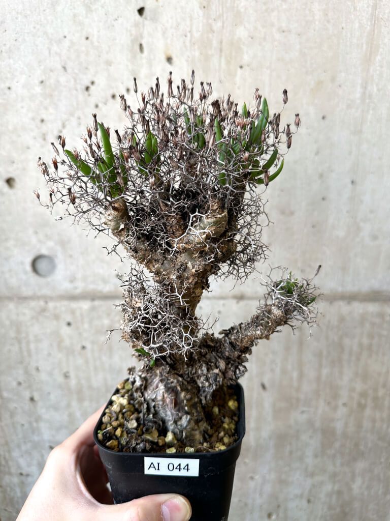 現品限り チレコドン レティキュラーツス 万物想 現地株 AI 44 Tylecodon reticulatus 植物 塊根植物 夏型 コーデックス