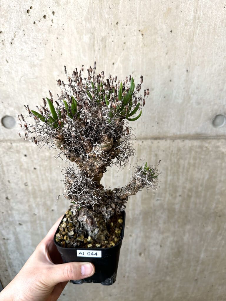 現品限り チレコドン レティキュラーツス 万物想 現地株 AI 44 Tylecodon reticulatus 植物 塊根植物 夏型 コーデックス