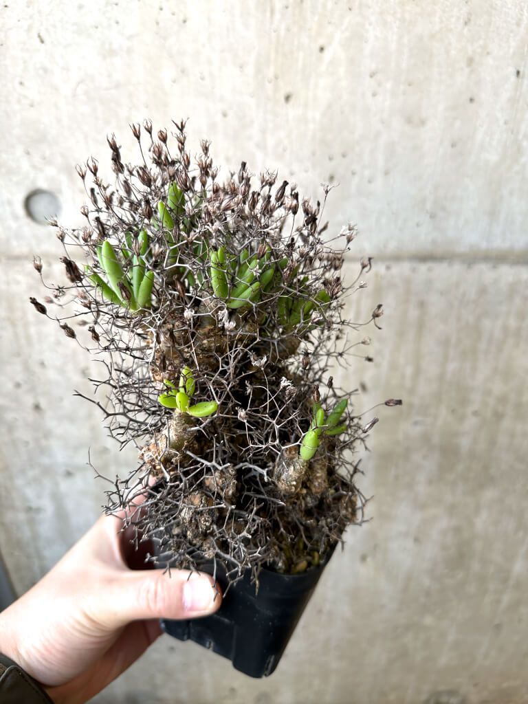 現品限り チレコドン レティキュラーツス 万物想 現地株 AI 45 Tylecodon reticulatus 植物 塊根植物 夏型 コーデックス 明るい場所 塊根植物 コーデックス 
