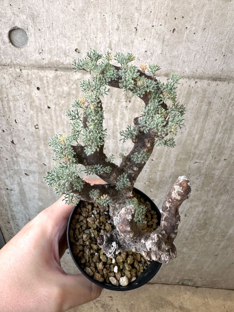 現品限り】サルコカウロン・ムルチフィズム 現地株 発根済み