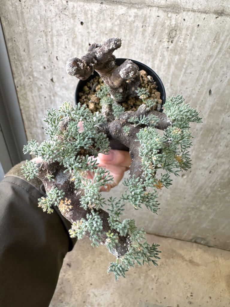 現品限り】サルコカウロン・ムルチフィズム 現地株 発根済み