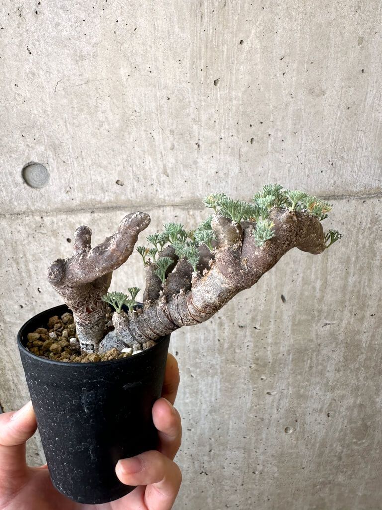 サルコカウロン　ムルチフィズム　No.001　鉢、送料込　メルカリ便 セール】サルコカウロン ムルチフィズム No.001 鉢、送料込 メルカリ便