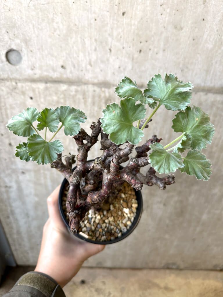 現品限り ペラルゴニウム ミラビレ 発根済み AI 48 Pelargonium mirabile 植物 塊根植物 夏型 コーデックス