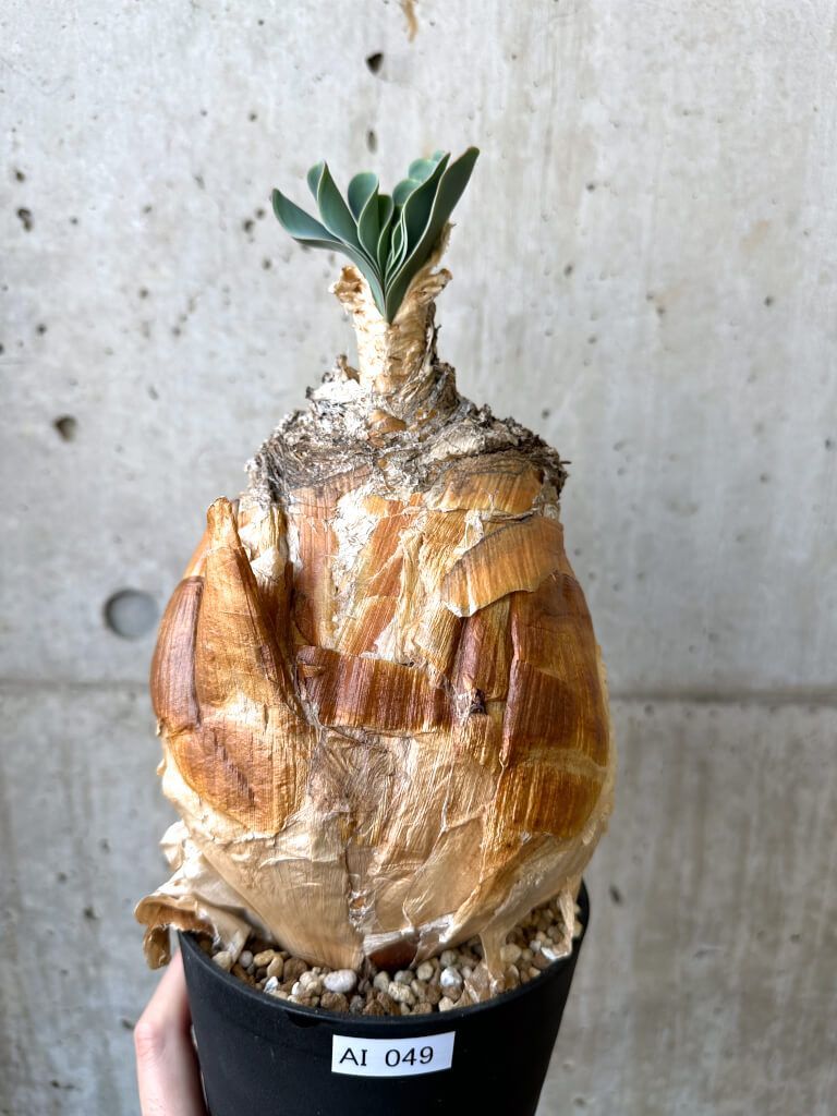 現品限り】ブーファン・ハエマンソイデス 現地株 発根済み【AI49