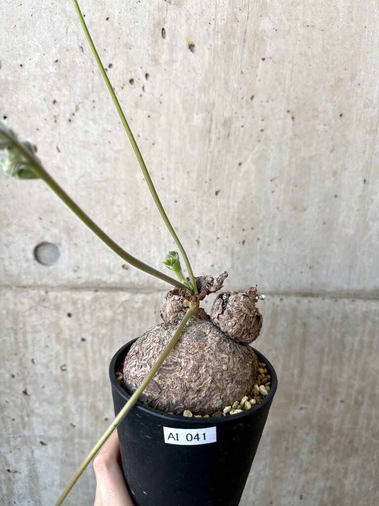 A*i様 目玉商品71002発根済み早い者勝ち！ ベアルート株　ペラルゴニウム 現品限り】ペラルゴニウム・トリステ 発根済み 現地株【AI41