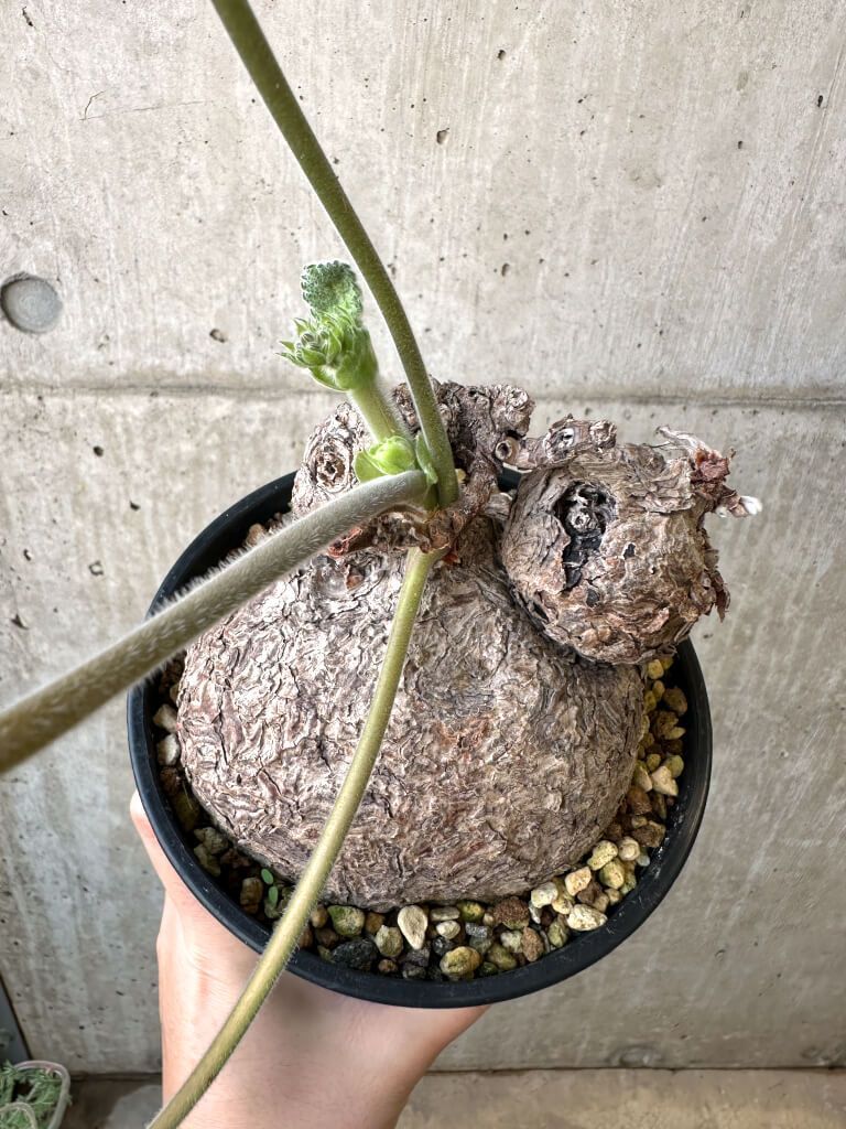 現品限り】ペラルゴニウム・トリステ 発根済み 現地株【AI41