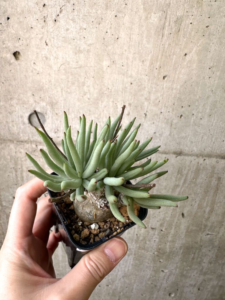 現品限り チレコドン ペアルソニー 実生苗 AI 3 Tylecodon pearsonii 植物 塊根植物 夏型 コーデックス