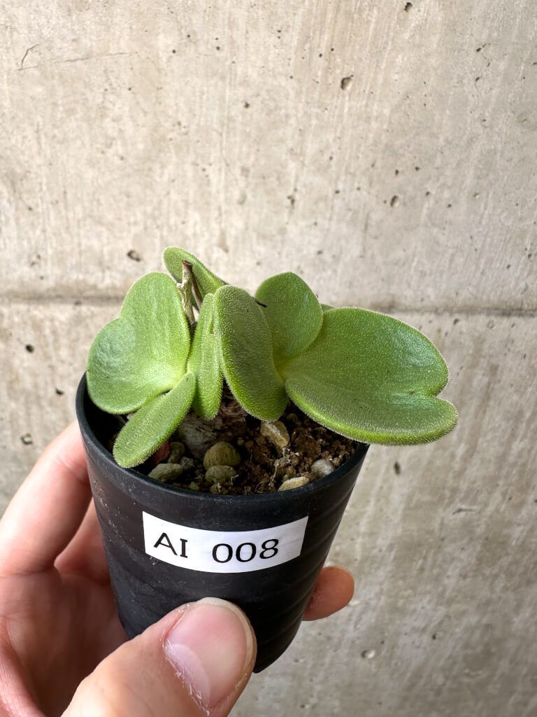 現品限り チレコドン アトロプルプレウス AI 8 Tylecodon atropurpureus 植物 塊根植物 夏型 コーデックス