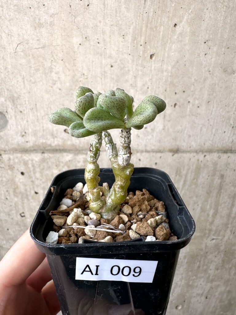 現品限り チレコドン sp ノヴァ AI 9 Tylecodon nova 植物 塊根植物 夏型 コーデックス
