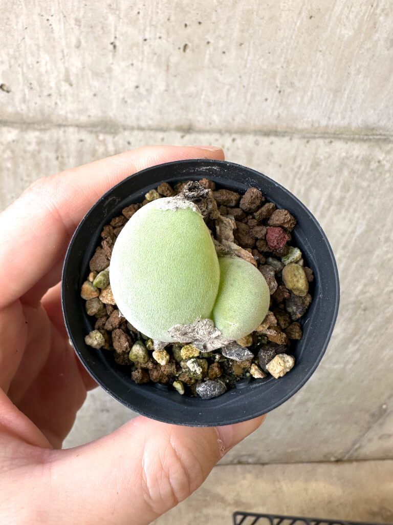 現品限り ムイリア ホルテンセ 2頭 AI 17 Muiria hortenseae 植物 塊根植物 夏型 コーデックス