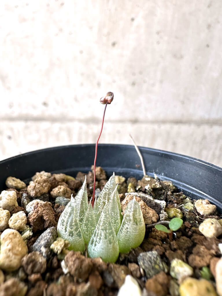 現品限り ブルビネ ロリータ AI 24 Bulbine lolita 植物 塊根植物 夏型 コーデックス