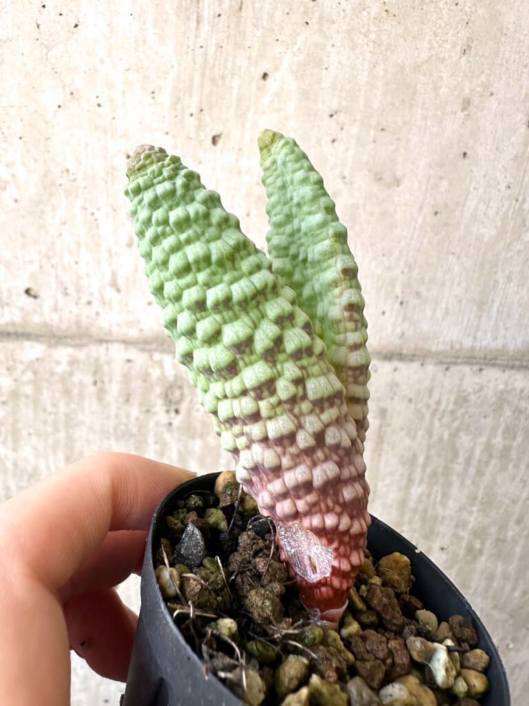 現品限り ブルビネ ブルインシー 選抜 AI 22 Bulbine bruynsii 植物 塊根植物 夏型 コーデックス