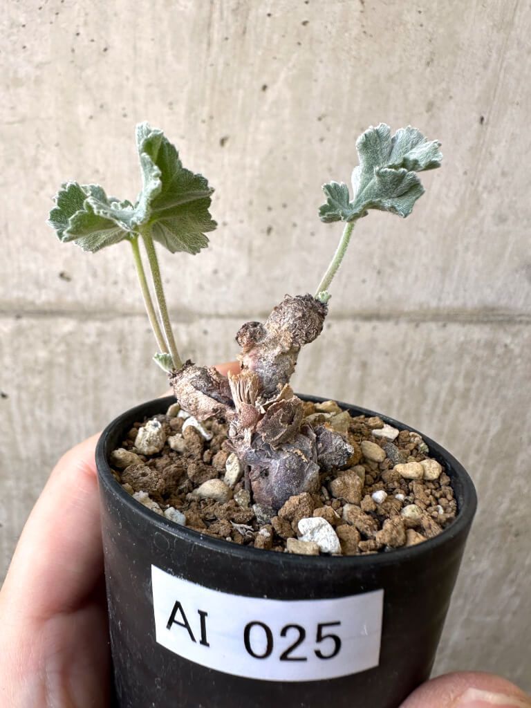 ペラルゴニウム　ミラビレ　鉢　qutoten 発根済み ペラルゴニウム ミラビレ 鉢 qutoten 発根済み ペラルゴニウム