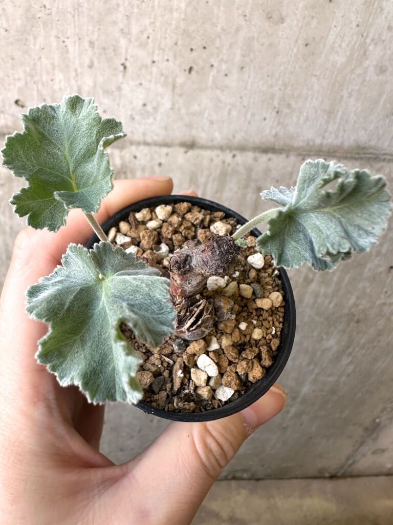 現品限り ペラルゴニウム ミラビレ 挿し木 発根済み AI 25 Pelargonium mirabile 植物 塊根植物 夏型 コーデックス