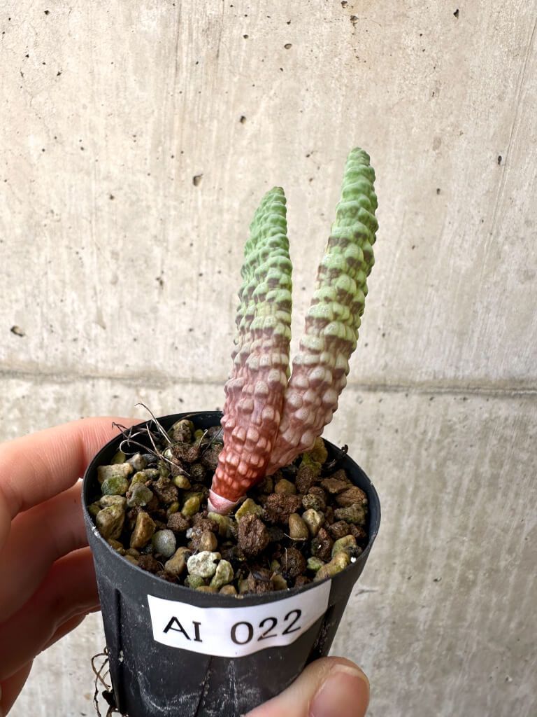 現品限り ブルビネ ブルインシー 選抜 AI 22 Bulbine bruynsii 植物 塊根植物 夏型 コーデックス