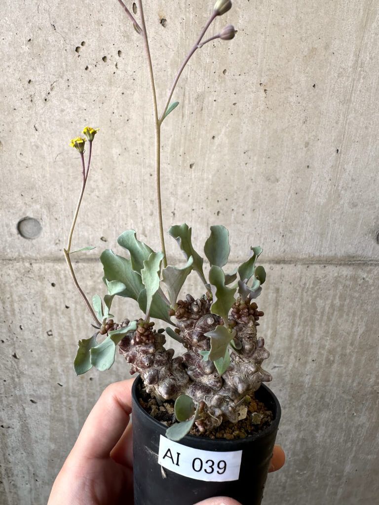 Keishiさん専用Burton STEPON Photon 50