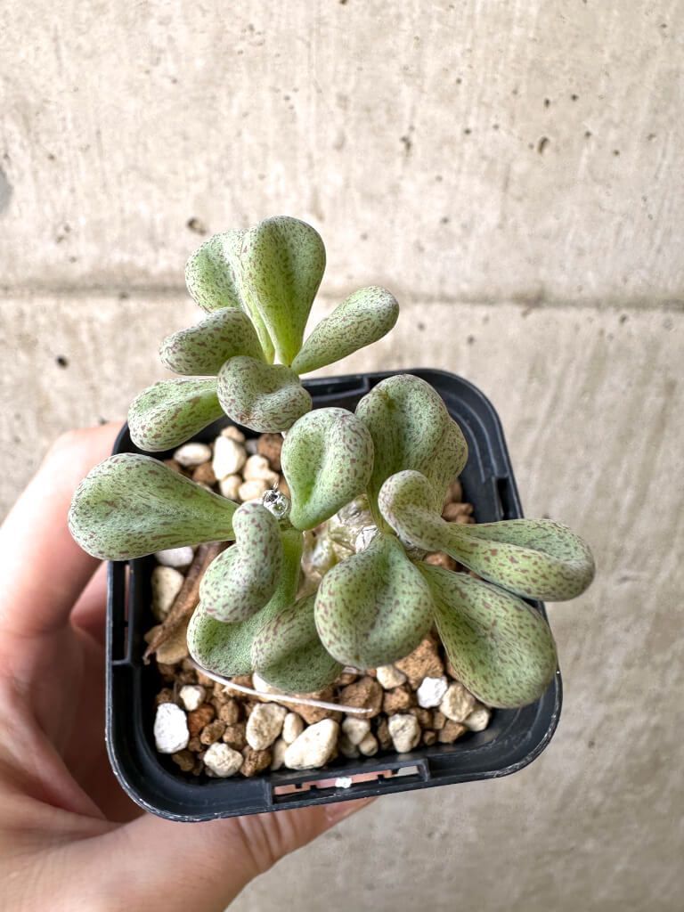 現品限り チレコドン sp ノヴァ AI 9 Tylecodon nova 植物 塊根植物 夏型 コーデックス