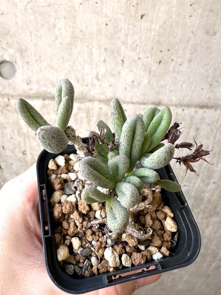 現品限り チレコドン sp ノヴァ AI 10 Tylecodon nova 植物 塊根植物 夏型 コーデックス