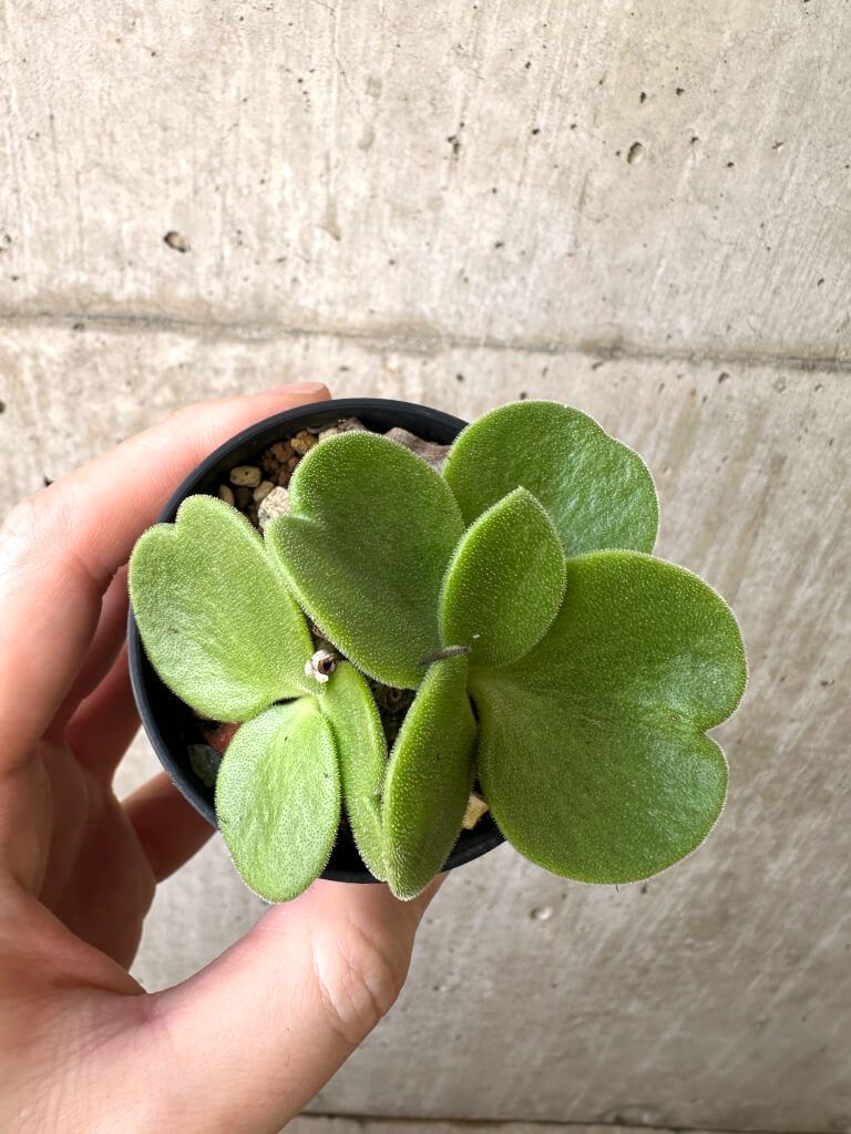 現品限り チレコドン アトロプルプレウス AI 8 Tylecodon atropurpureus 植物 塊根植物 夏型 コーデックス